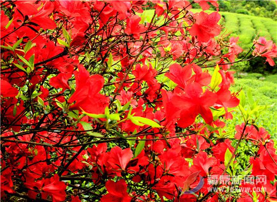 《永遠的映山紅》插圖2.jpg.jpg