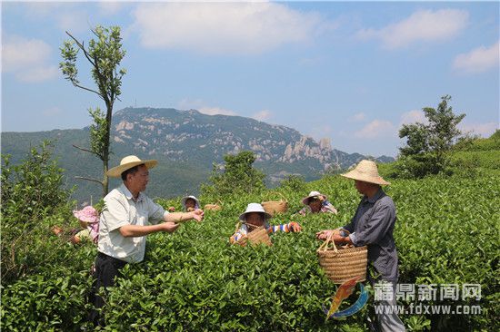 天湖茶業董事長林有希指導茶農采摘茶葉（資料圖.jpg
