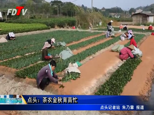 點頭：茶農金秋育苗忙