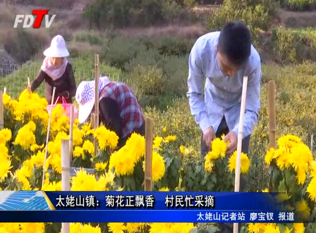 太姥山鎮：菊花正飄香 村民忙采摘