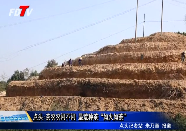 點頭:茶農農閑不閑 墾荒種茶“如火如荼”