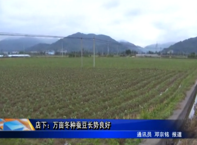 店下：萬畝冬種蠶豆長勢良好