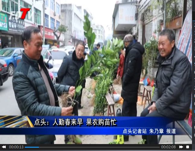 點頭：人勤春來早 果農購苗忙