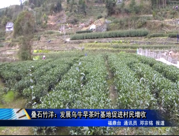 疊石竹洋：發展烏牛早茶葉基地促進村民增收