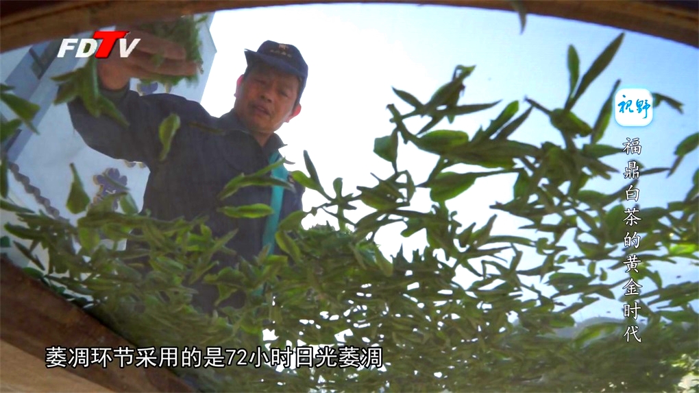 福鼎白茶的黃金時代