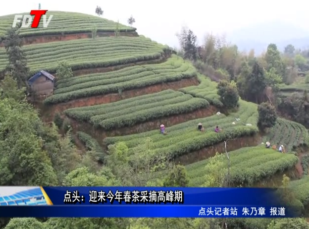 點頭：迎來今年春茶采摘高峰期