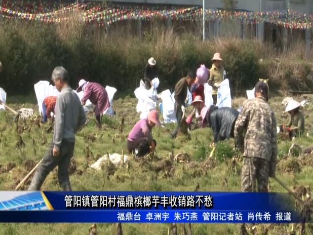 管陽鎮管陽村福鼎檳榔芋豐收銷路不愁
