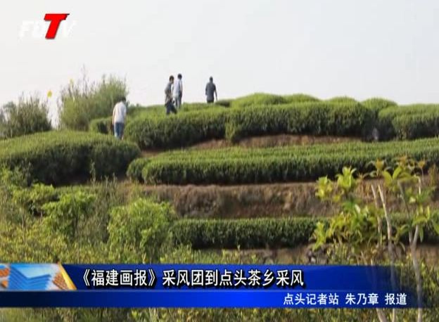 《福建畫報》采風團到點頭茶鄉采風