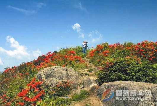 天坪山上， 十里杜鵑映山紅！