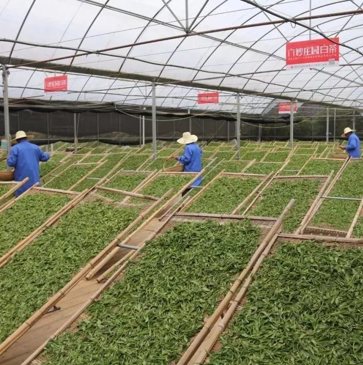 這座茶莊園帶動整個村，走上致富路！