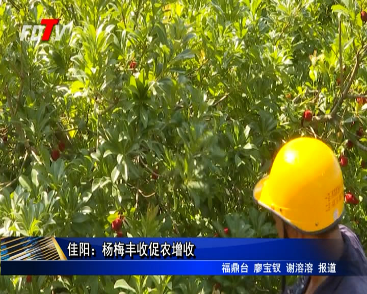佳陽：楊梅豐收促農增收