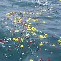 今從遺愿逐浪去，魂歸滄?；髟?，福鼎這位逝者魂歸大海