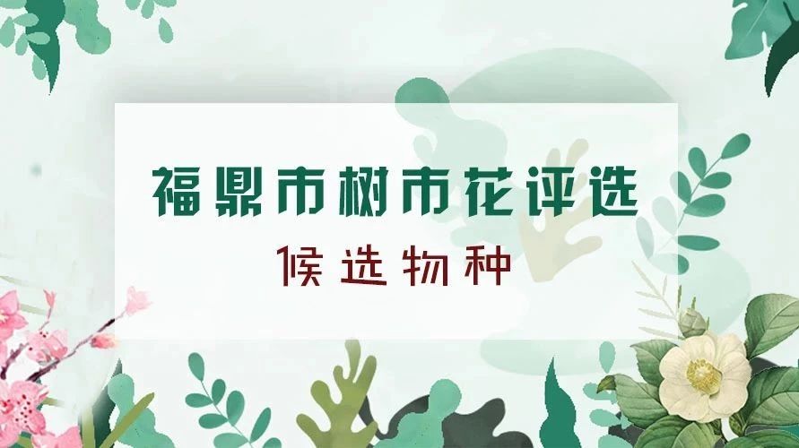 福鼎要選市樹市花了，選什么，你說了算！這些候選物種了解一下！
