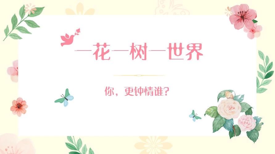福鼎將票選“市樹、市花”啦！一花一樹一世界，你更鐘情誰？