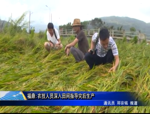 福鼎：農技人員深入田間指導災后生產