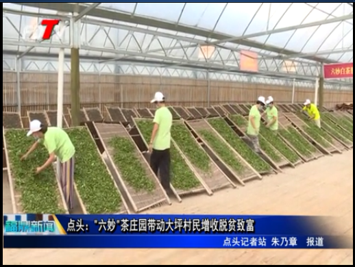 點頭：“六妙”茶莊園帶動大坪村民增收脫貧致富