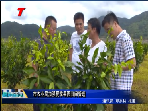 市農業局加強夏季果園田間管理