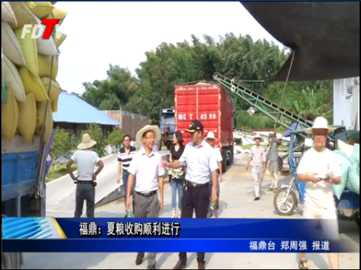福鼎：夏糧收購順利進行
