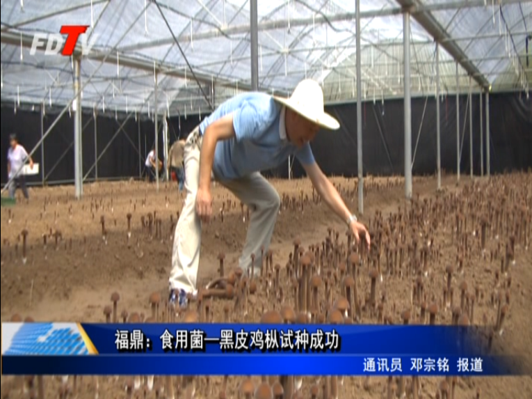 福鼎：食用菌—黑皮雞樅試種成功