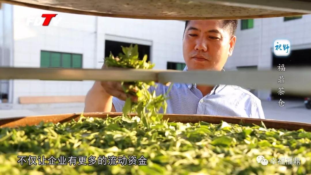 儲存+貸款+銷售，全國首個大型福鼎白茶倉儲陳化基地助推白茶發展新模式