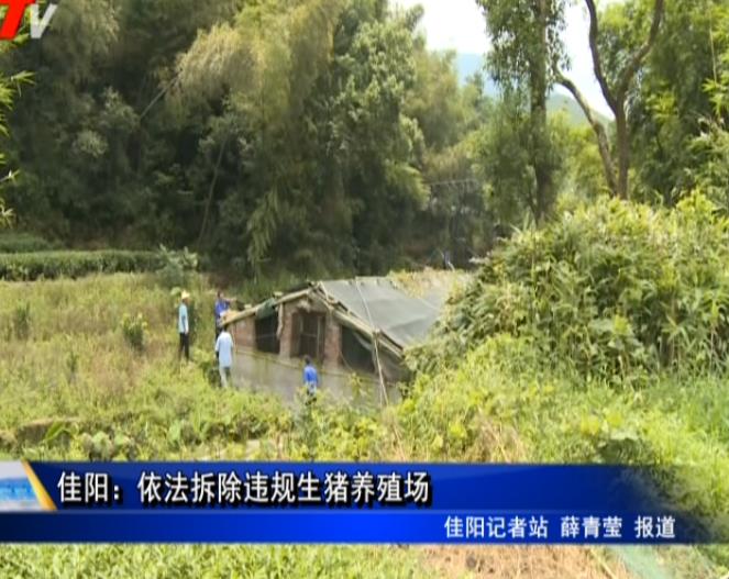 佳陽：依法拆除違規生豬養殖場