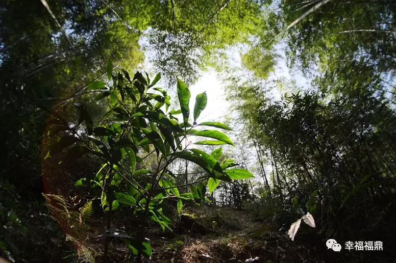 【鄉愁·茶鄉行】竹洋村