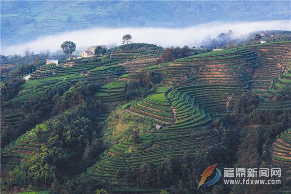 翁溪村：茶鄉“桃源”