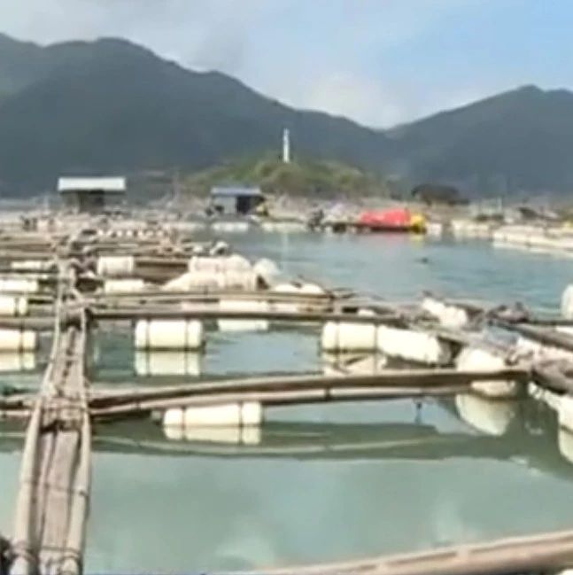廢舊漁排專項清理行動進行中，福鼎佳陽鄉拆除400口廢舊漁排