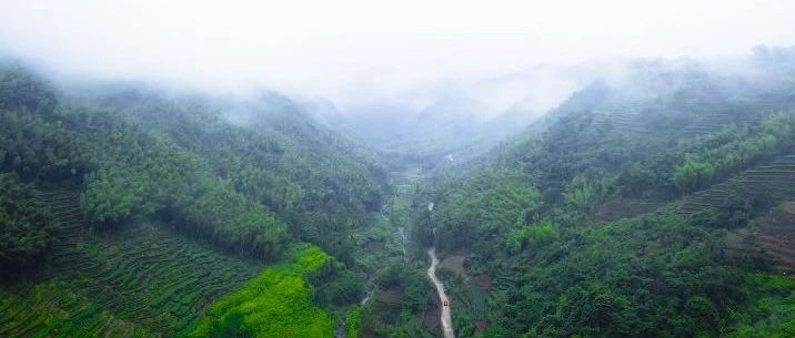【鄉愁·茶鄉行】黃崗村：驚艷歷史的茶鄉