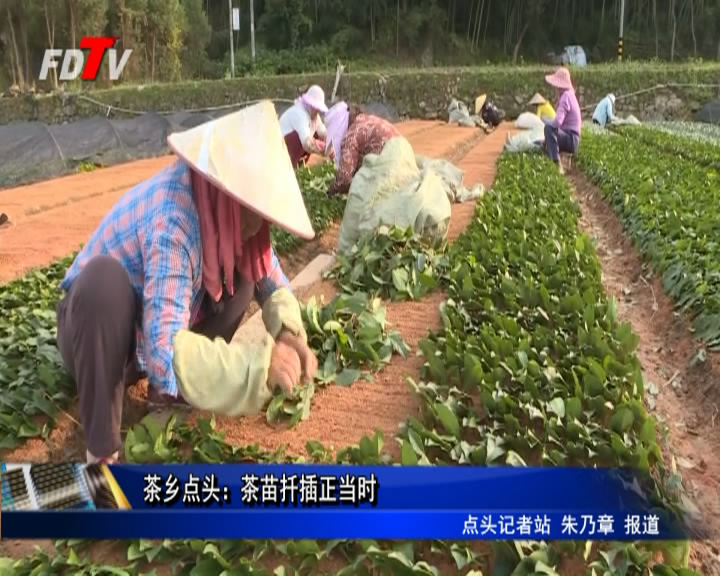 茶鄉點頭：茶苗扦插正當時