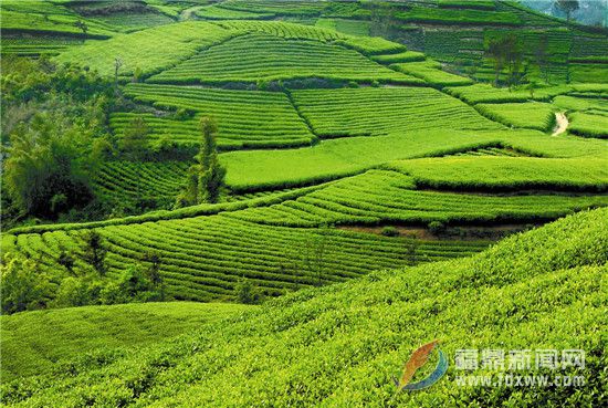 打好品牌、人才、自律三張牌 讓福鼎白茶香飄更久遠