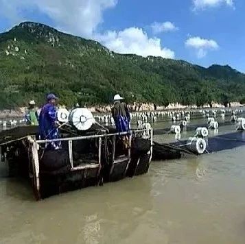 福鼎海上養殖新成果，登上福建《新聞啟示錄》啦！