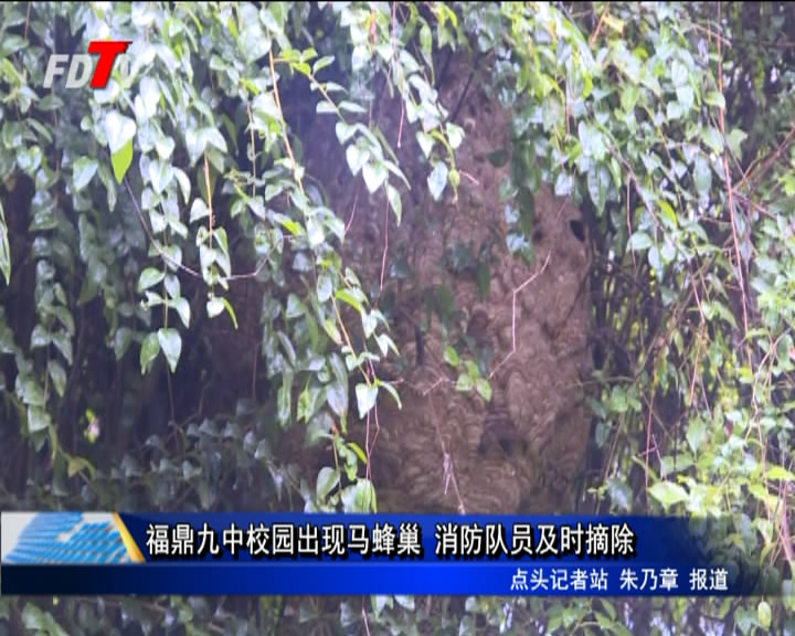 福鼎九中校園出現馬蜂巢 消防隊員及時摘除