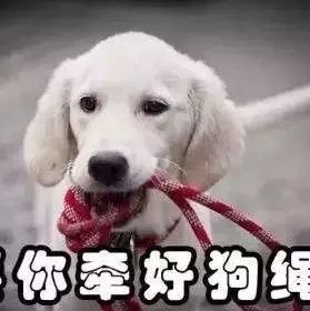 福鼎一市民遛狗未拴繩，致寵物狗撲倒女童！你怎么看？