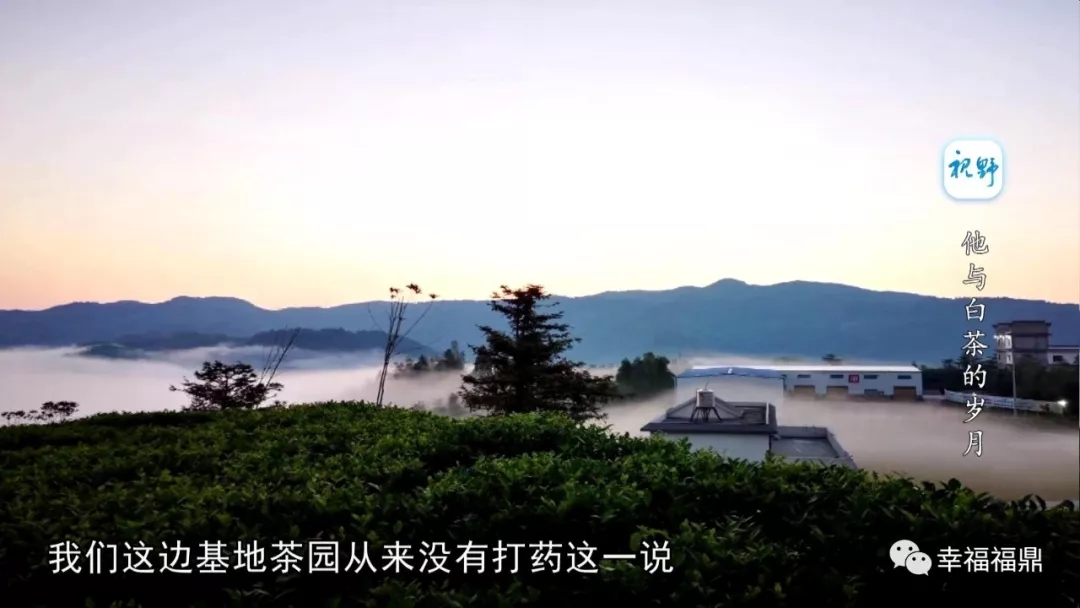 【視野】他與白茶的歲月