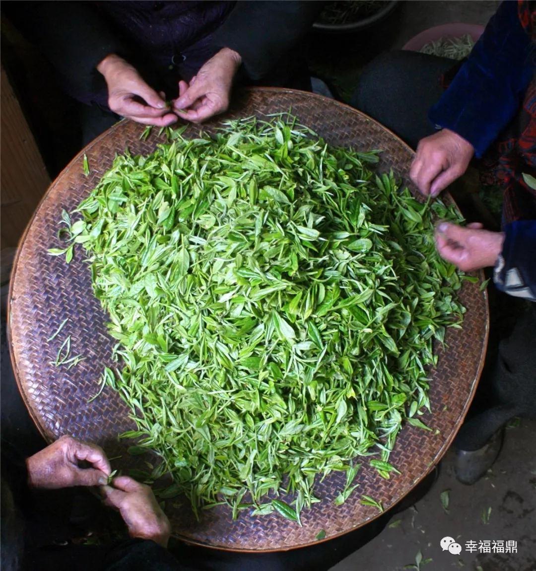 質量興茶！時刻保衛福鼎白茶的“生命線”