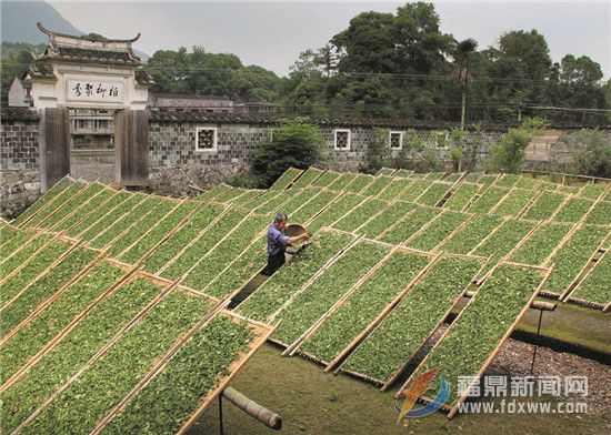 有質量的白茶才有“生命”  福鼎抓白茶質量是認真的