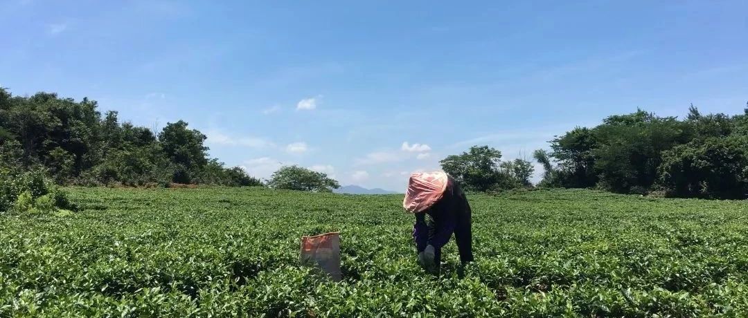 網購“福鼎白茶”要小心，幾招教你火眼金睛挑正品！