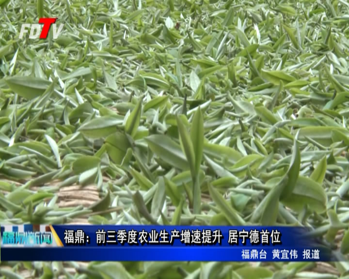 福鼎：前三季度農業生產增速提升 居寧德首位