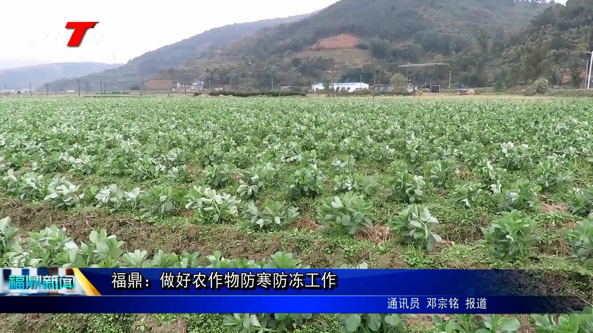 福鼎：做好農作物防寒防凍工作