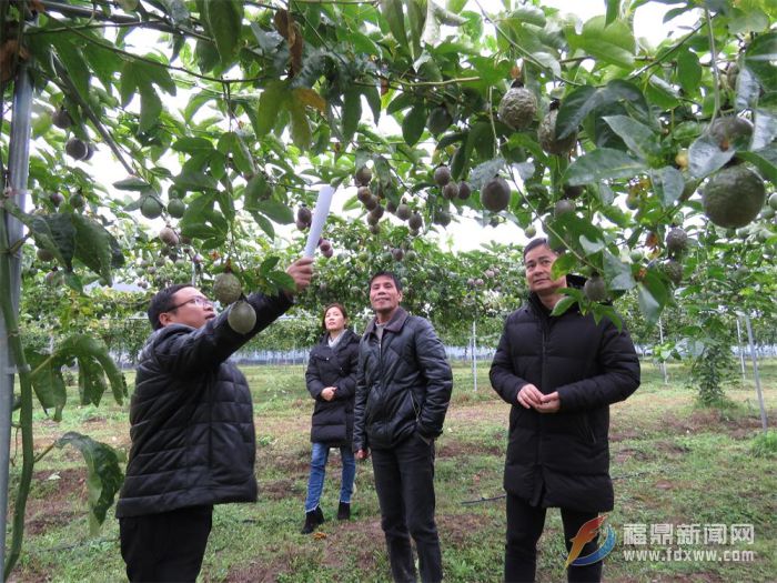 市農業局積極做好農作物防寒防凍工作