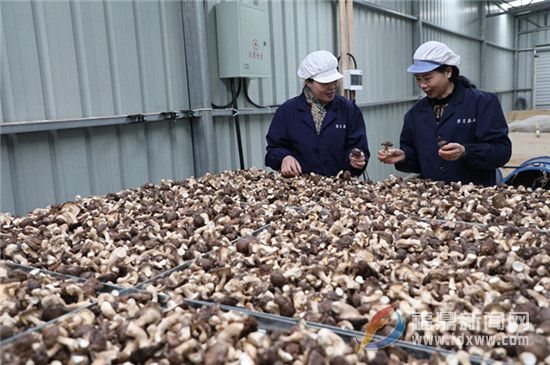 福鼎： 白茶香菇迎來采收季 或將成為農民致富“新寵”