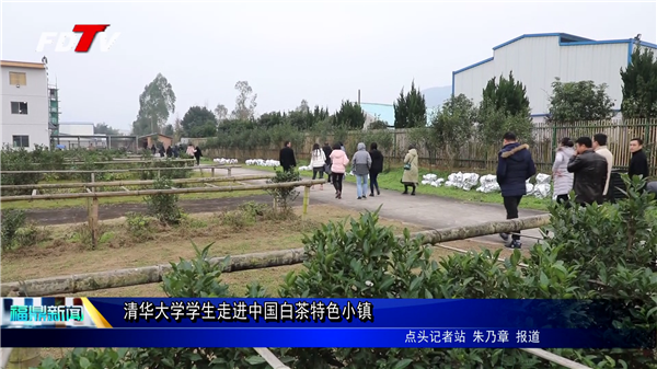 清華大學學生走進中國白茶特色小鎮