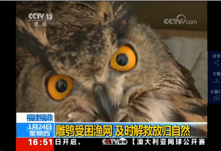 【CCTV13新聞直播間】雕鸮受困漁網 及時解救放歸自然