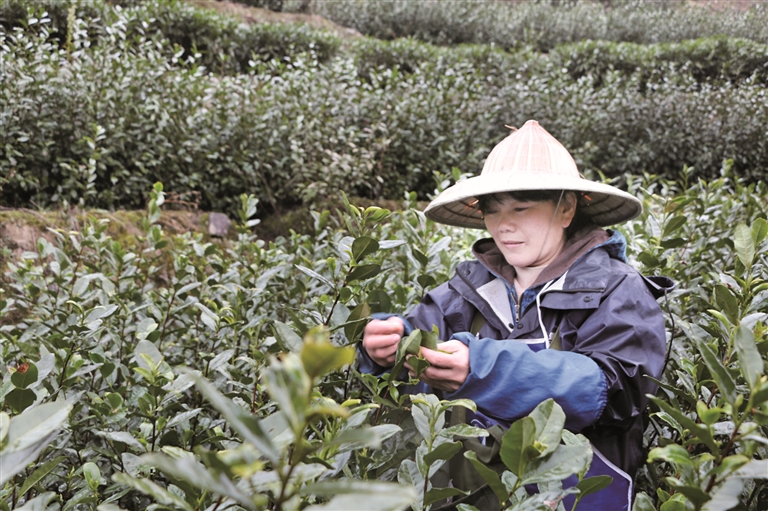 疊石鄉:烏牛早茶“搶鮮”上市