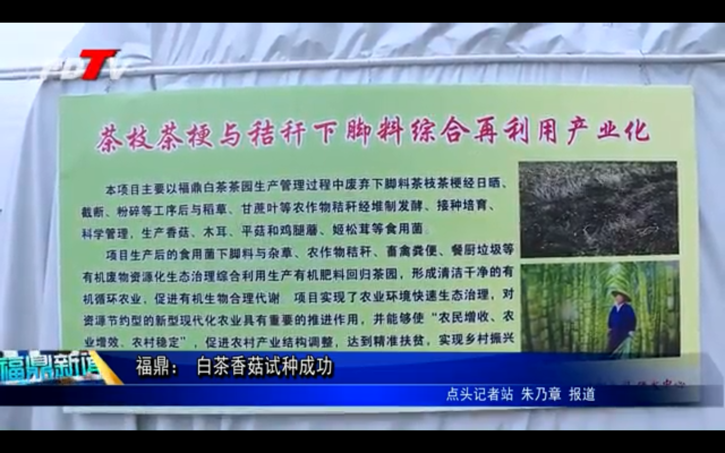 福鼎： 白茶香菇試種成功
