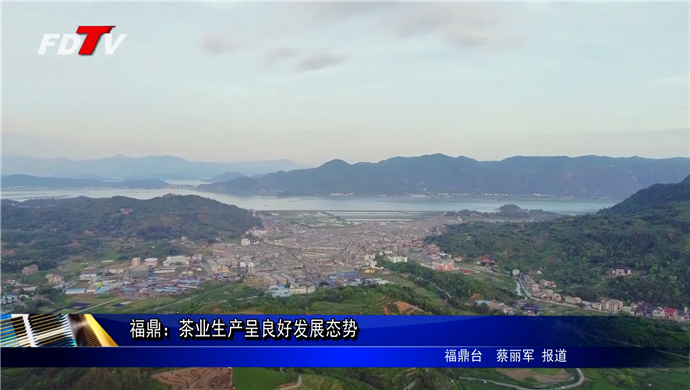 福鼎：茶業生產呈良好發展態勢