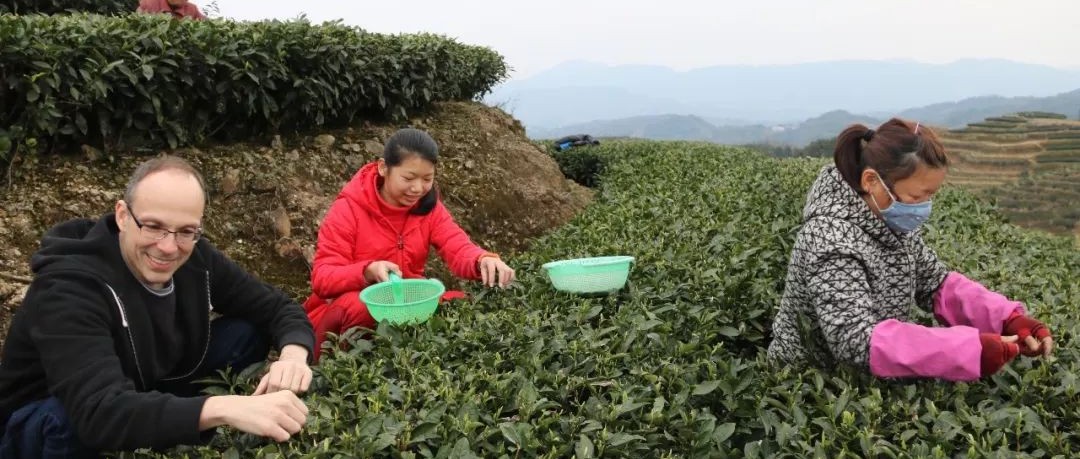John Smagula首游福鼎，揭秘外國人如何看福鼎白茶
