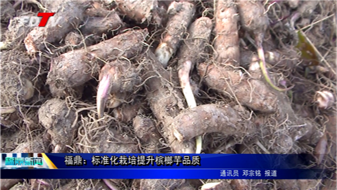 福鼎：標準化栽培提升檳榔芋品質