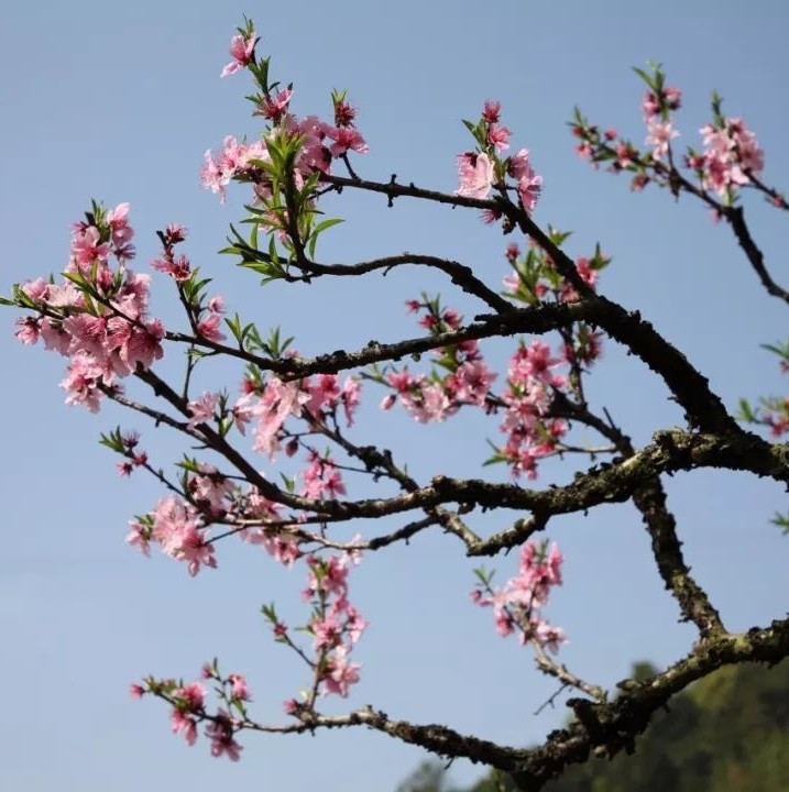 灼灼芳華等你來賞，前岐桃花節開幕！
